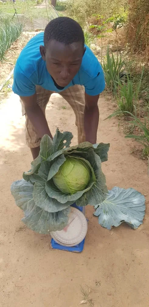 Un chou issu des cultures HortiHub
