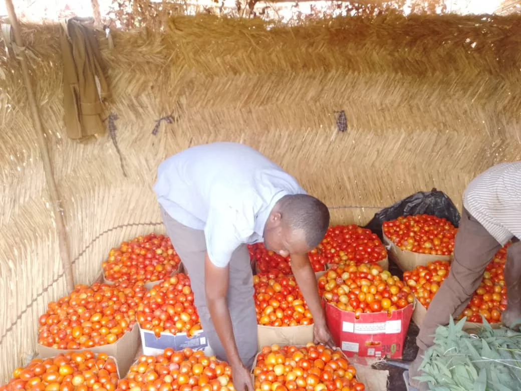 Récolte de tomates au Niger
